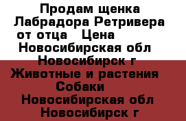 Продам щенка Лабрадора-Ретривера от отца › Цена ­ 9 000 - Новосибирская обл., Новосибирск г. Животные и растения » Собаки   . Новосибирская обл.,Новосибирск г.